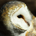 European Barn Owl