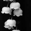 Lily of the Valley