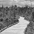 Orono Bog Walk