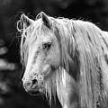 Shawnee Mare and Dogwoods